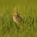 Belarus  - Birding in the Ultimate East of Europe