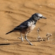 Uzbekistan - Birding along the Silk Road