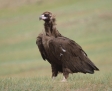 Vultures and Pelicans