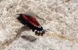 Birds & Budapest in Winter - Wallcreeper on Mediaeval Walls