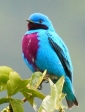 images/cikk_kepek/Lovely Cotinga by James Adams-34A BIGx375.jpg