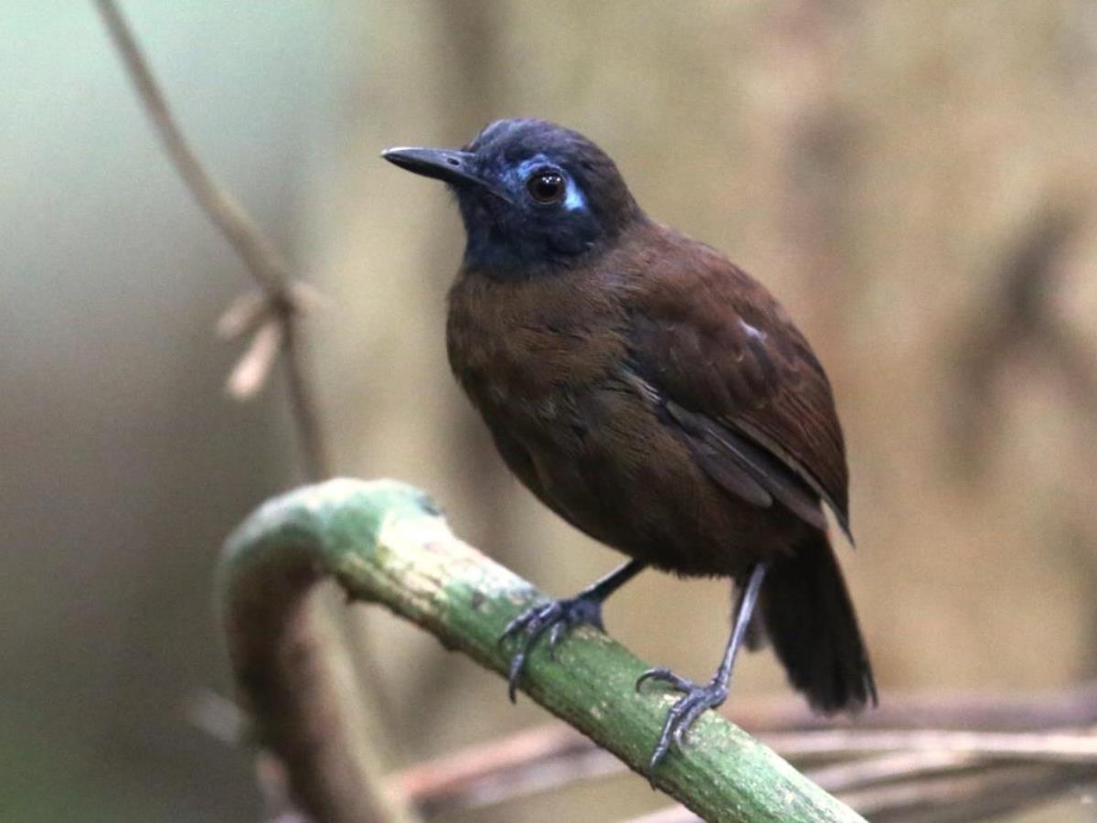 Antbird-Chestnut-backed Antbird-Birding  Wildlife Tour Panama by Ecotours-Worldwidecom-S05A