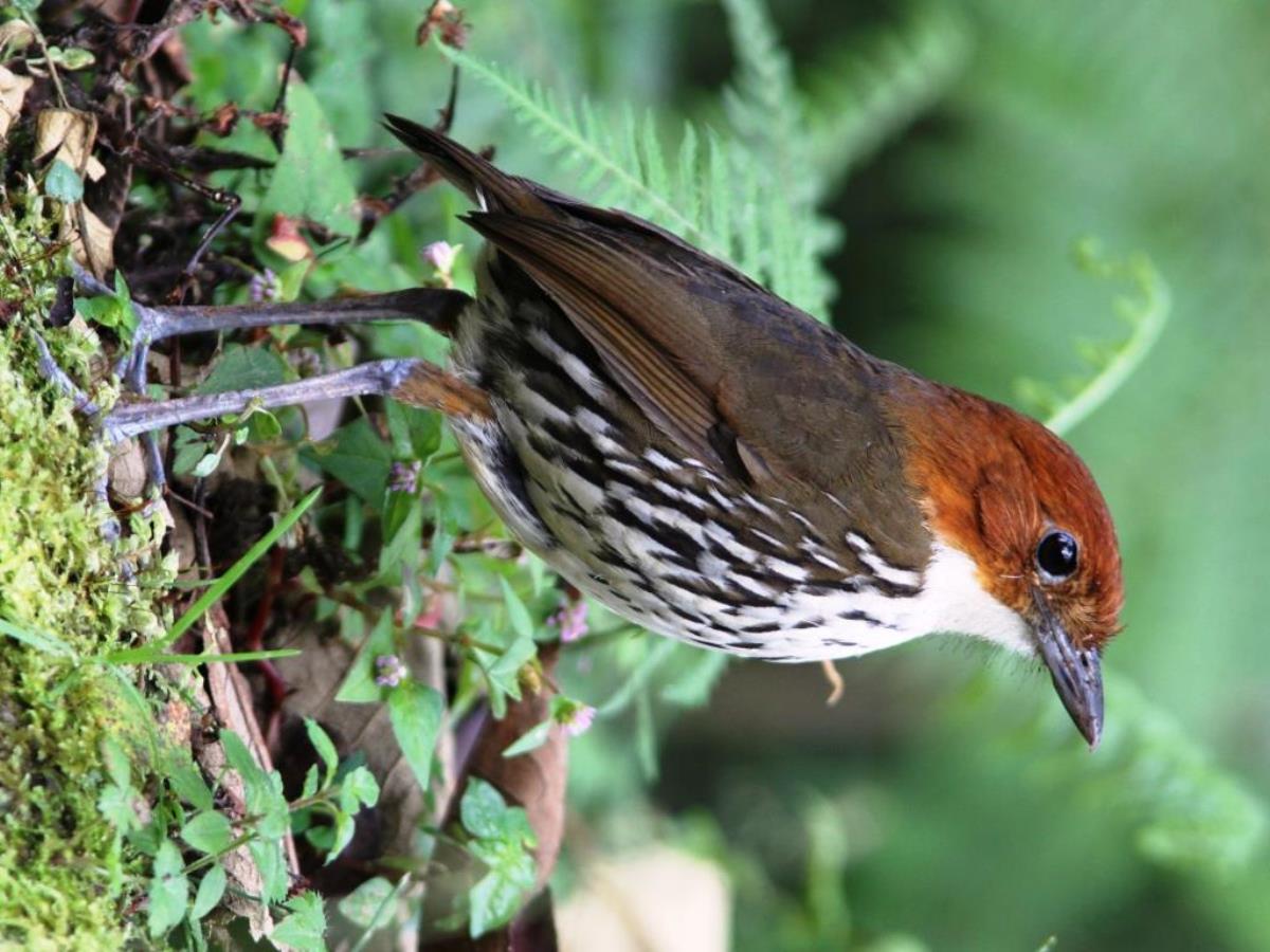 Antpitta Chestnut-crowned Antpitta-Birding-Wildlife  Photography Tour in Colombia by Ecotours-Worldwidecom- IMG