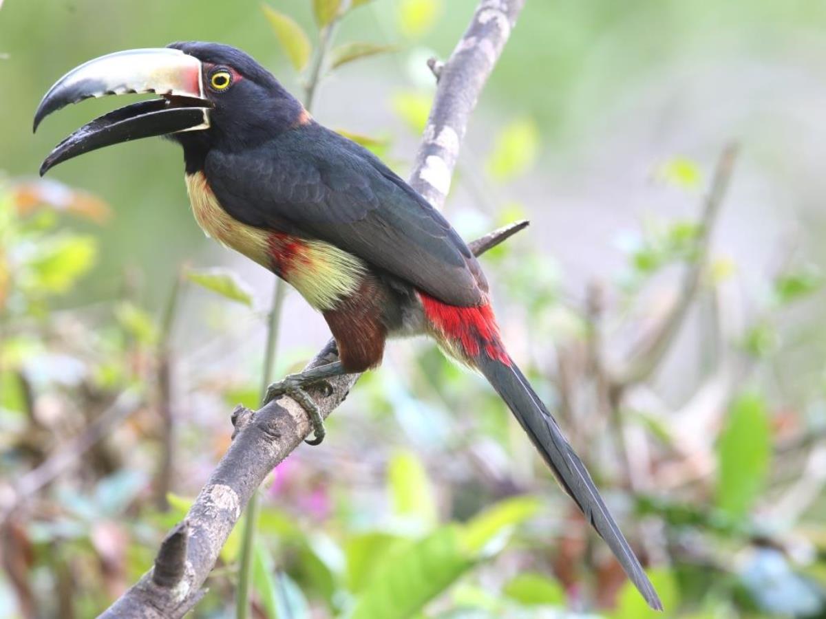 Aracari Collared-Birding  Wildlife Tour Belize  Yucatan Mexico-Ecotours-Worldwidecom-S05A