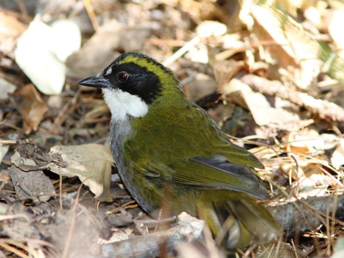 Brush-finch Green-striped-Birding Mexico-Ecotours-ToucanBirdingEcolodge-costaricacom-IMG
