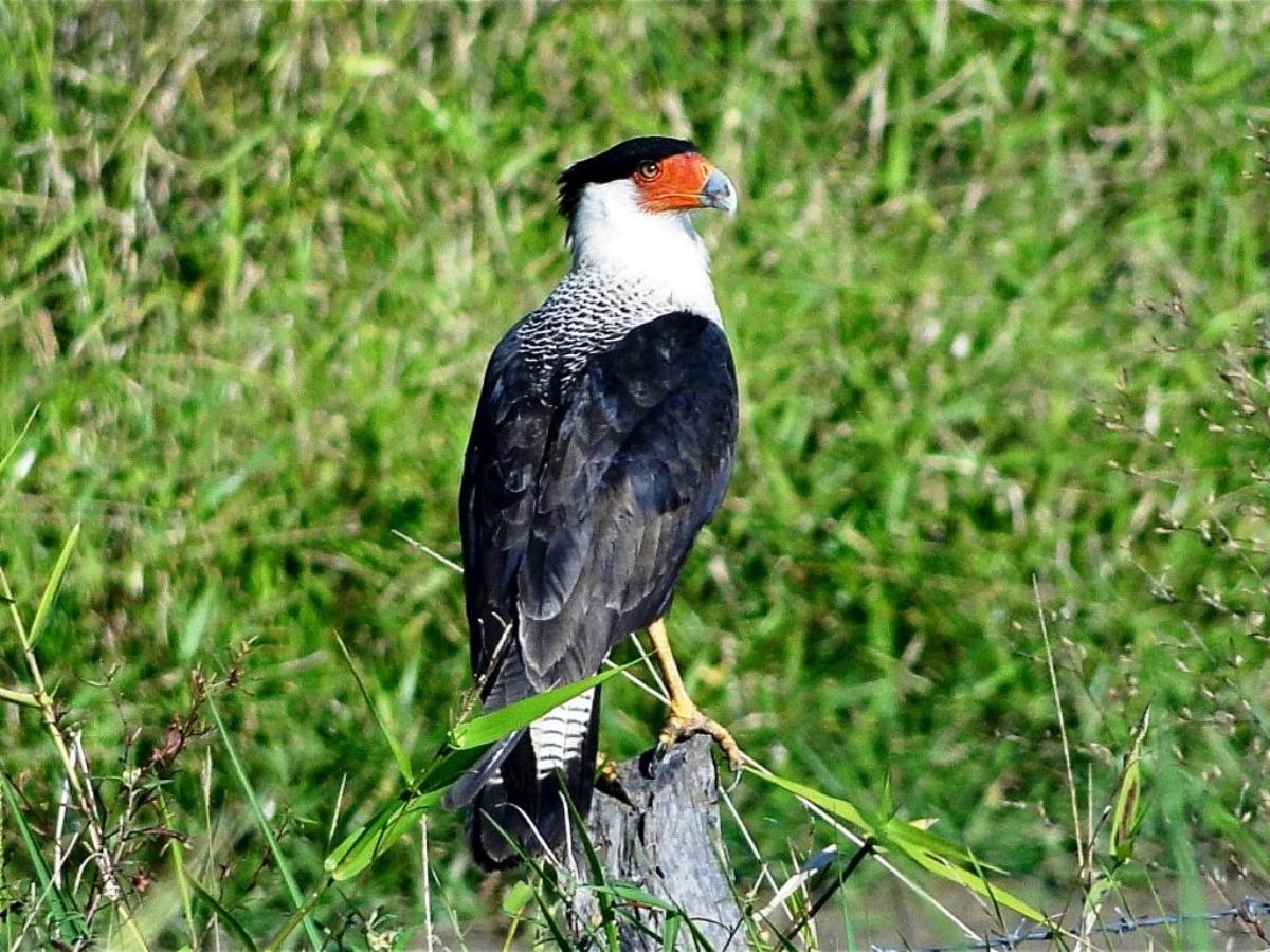 Caracara Crested-Birding Costa Rica-Ecotours-ToucanBirdingEcolodge-costaricacom-DSC