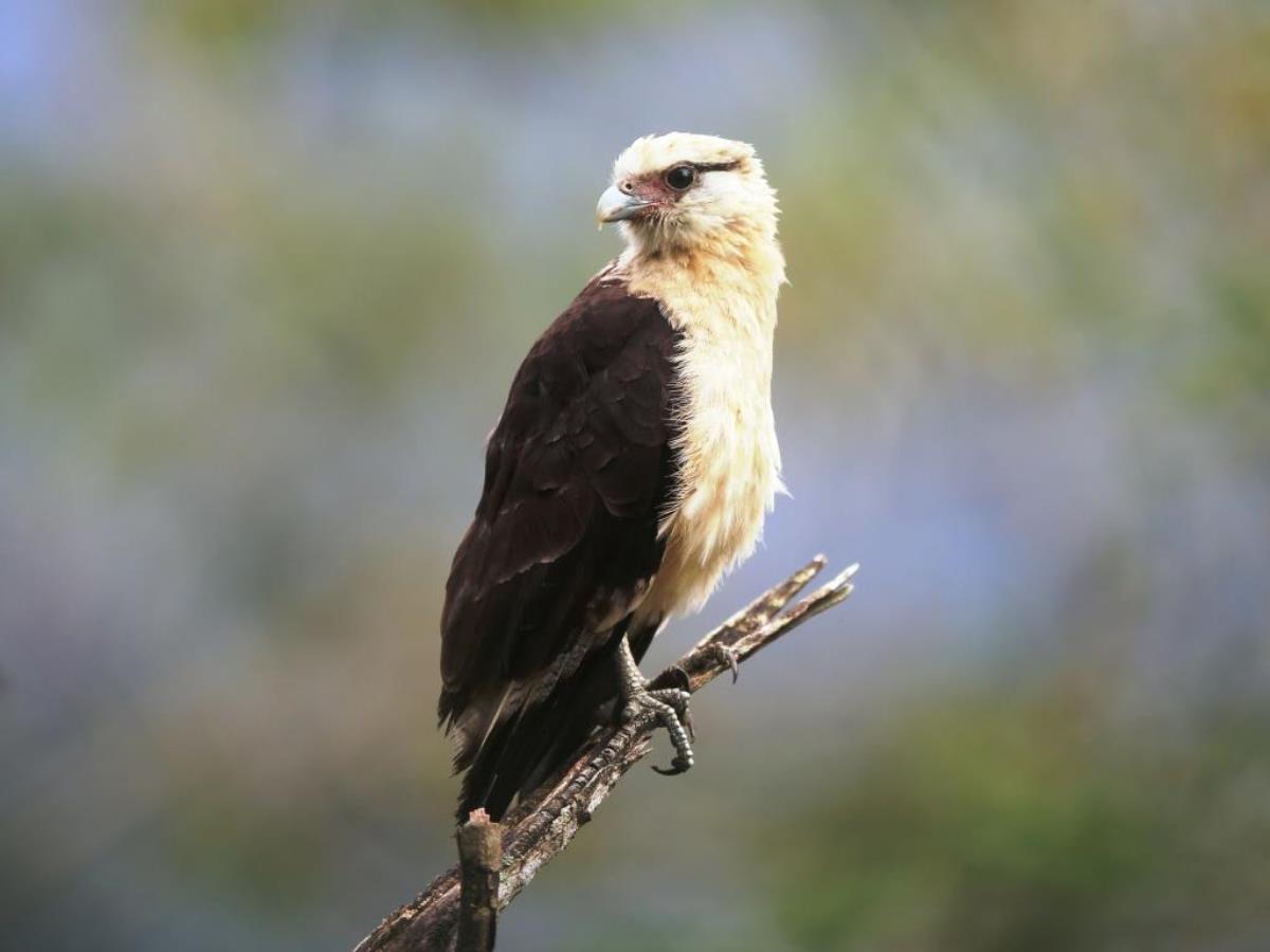 Caracara Yellow-headed-Birding Brazil Atlantic Forest-Ecotours Worldwidecom-S05A