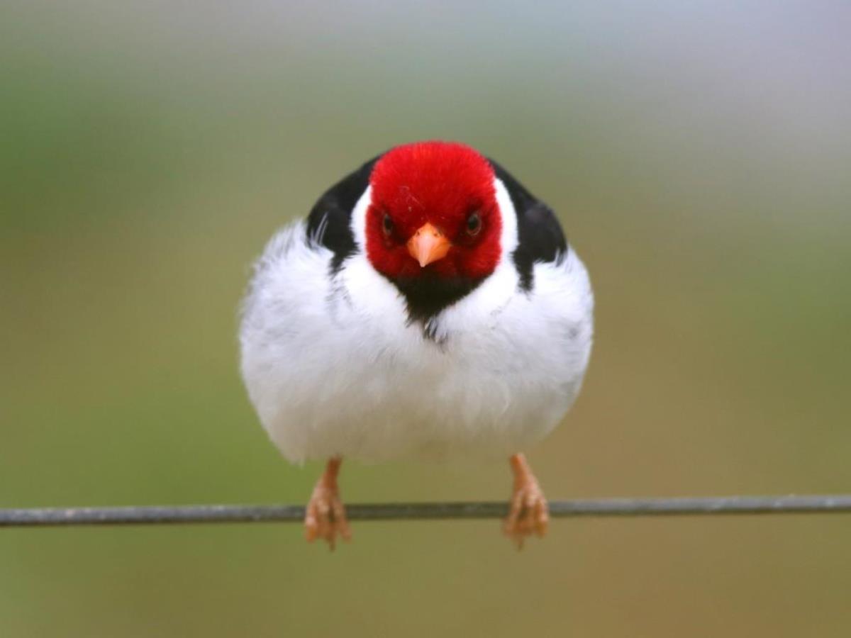 Cardinal Yellow-billed-Brazil-Pantanal  Atlantic Forest Tour by Ecotours-Worldwidecom-ToucanBirdingEcoLodge-S05A