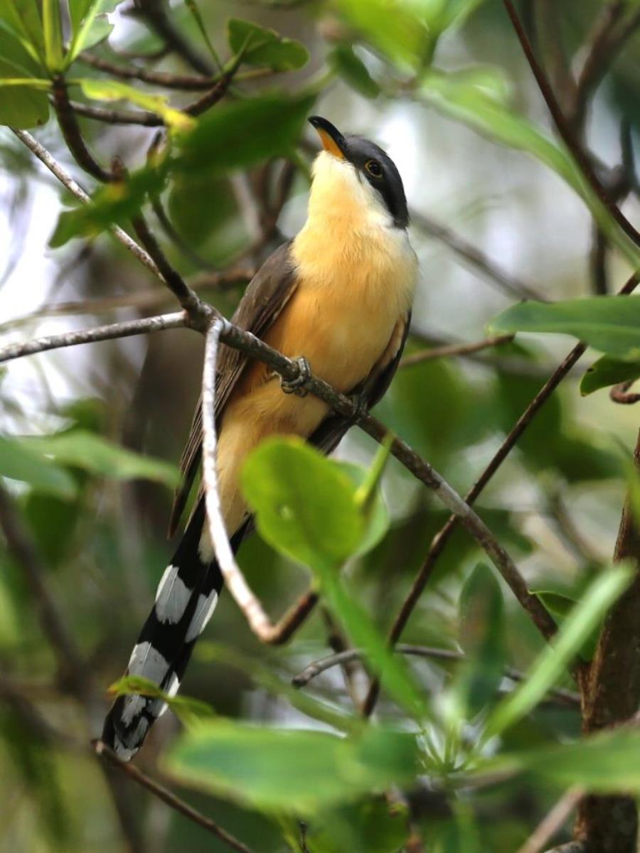Cuckoo Mangrove-Birding  Wildlife Costa Rica-Ecotours-ToucanBirdingEcolodge-costaricacom-S05A