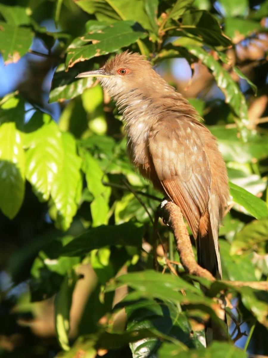 Cuckoo Puerto Rican Lizard Cuckoo-Birding Puerto Rico by Ecotours-Worldwidecom-S05A
