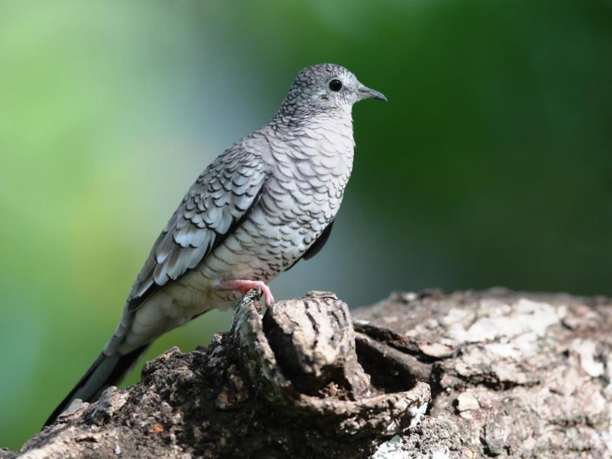 Dove Scaled-Birding Brazil Pantanal-Ecotours-Worldwidecom-S05A