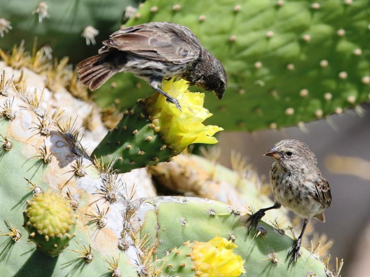 Finch Large Cactus Finch San Cristobal-Birding  Wildlife Tour Ecuador-Ecotours-Worldwidecom-S05A