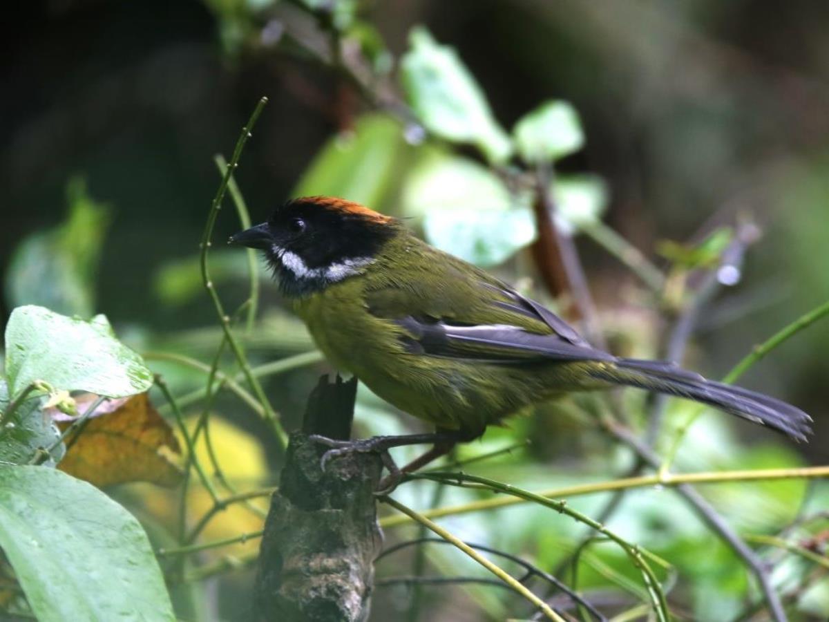 Finch Moustached Brush-finch-Colombia-Birding  Wildlife Tour-Ecotours-Worldwidecom-S05A