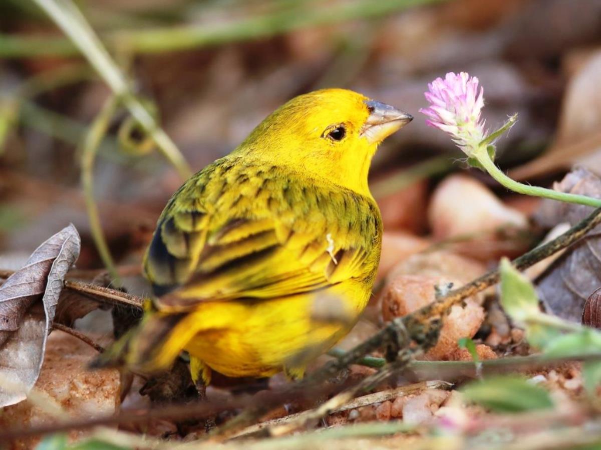 Finch Saffron male-Brazil-Pantanal  Atlantic Forest Tour by Ecotours-Worldwidecom-ToucanBirdingEcoLodge-S05A