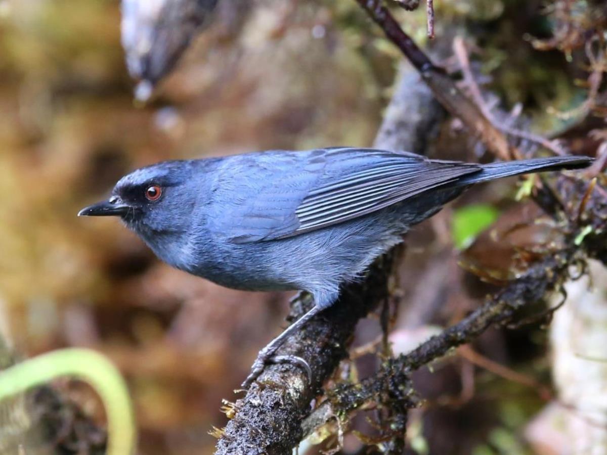 Flowerpiercer Indigo-Colombia-Birding  Wildlife Tour-Ecotours-Worldwidecom-S05A