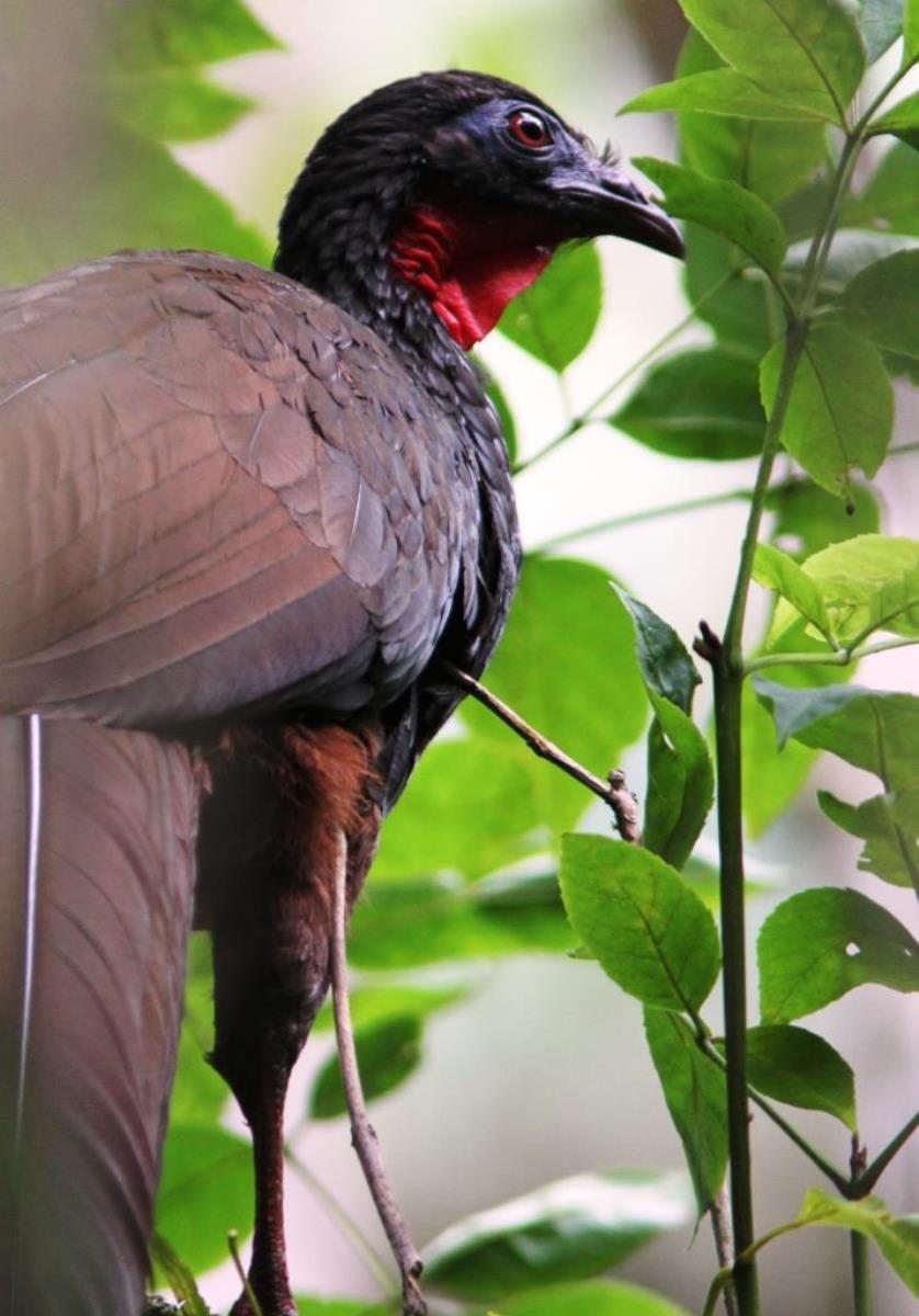 Guan Cauca Guan-Birding-Wildlife  Photography Tour in Colombia by Ecotours-Worldwidecom-IMG