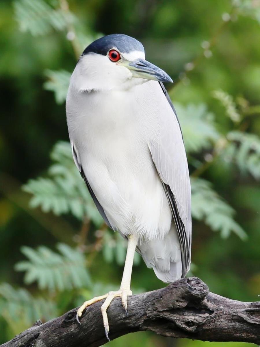 Heron Black-crowned Night-Birding  Wildlife Tour Belize  Yucatan Mexico-Ecotours-Worldwidecom-S05A