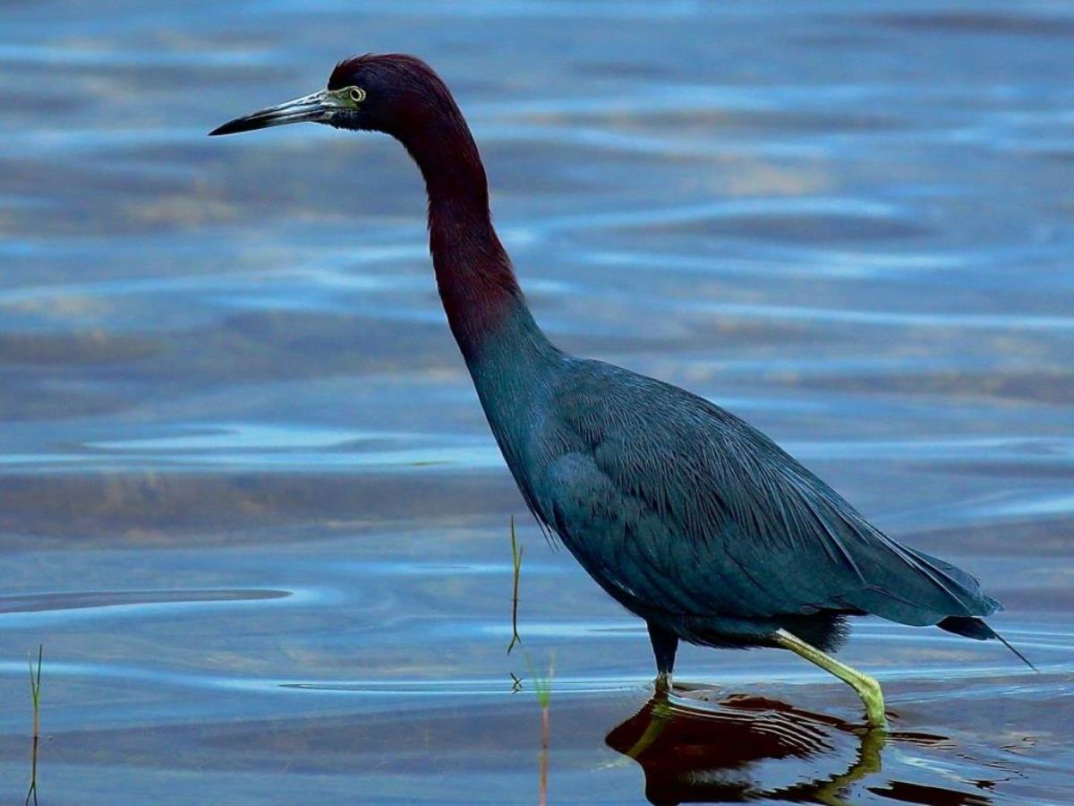 Heron Little Blue-Birding  Wildlife Tour Belize  Yucatan Mexico-Ecotours-Worldwidecom-S04A