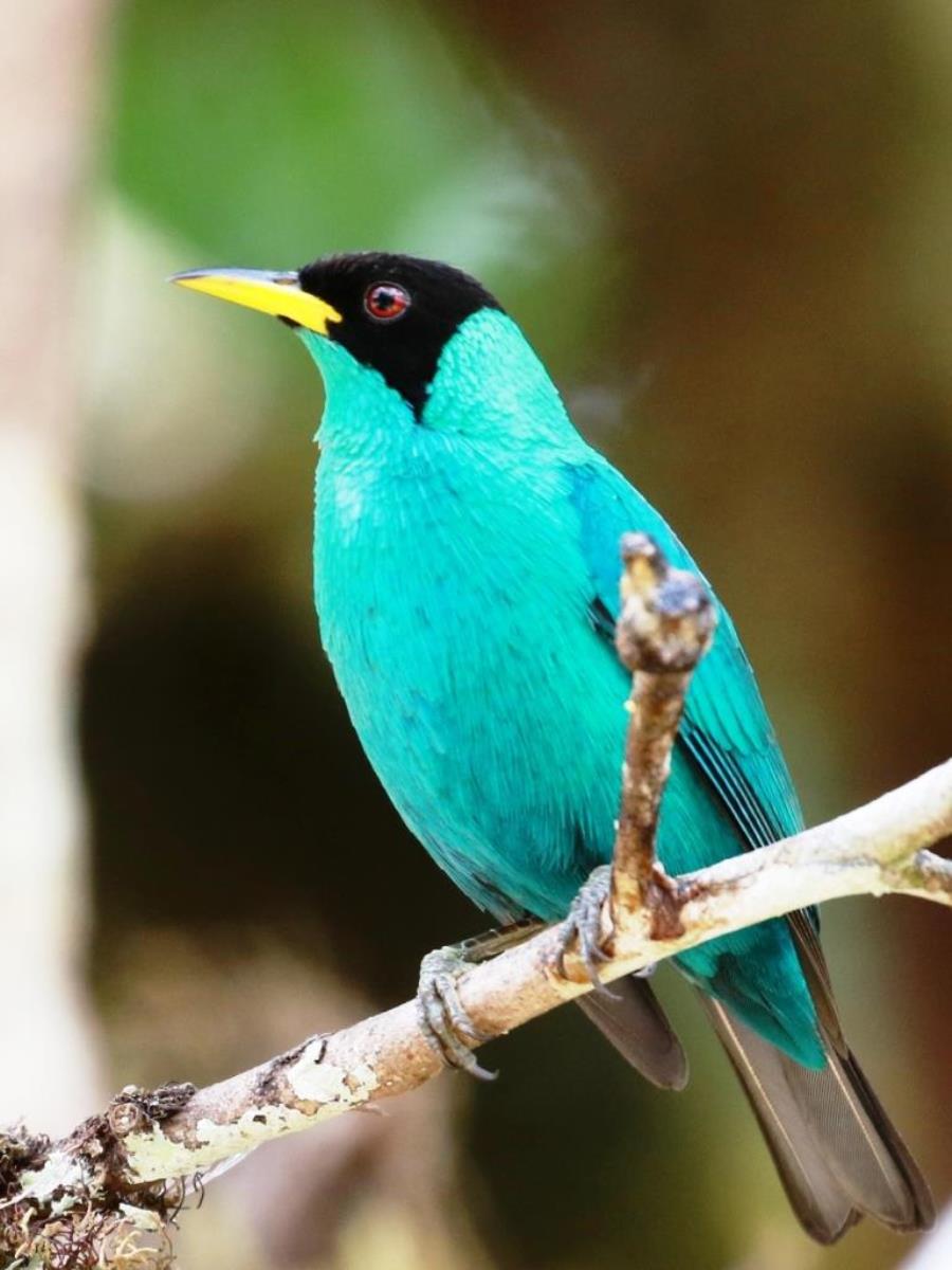 Honeycreeper Green-Birding Costa Rica-Ecotours-ToucanBirdingEcolodge-costaricacom-0D1A