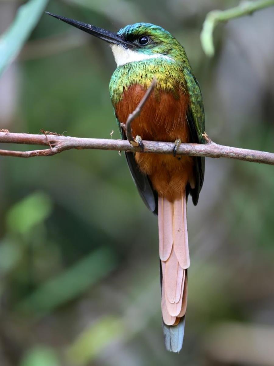 Jacamar Rufous-tailed-Trinidad  Tobago Birding-Wildlife-Phototours by Ecotours-Worldwidecom-S05A