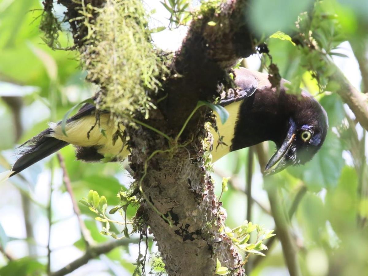 Jay Black-chested-Birding Tour Panama-Ecotours-Worldwidecom-ToucanBirdingEcolodge-S05A