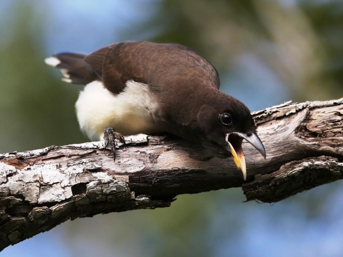 Jay Brown-Birding-Wildlife-Photography Tours Belize  Yucatan Mexico-Ecotours-Worldwidecom-S05A