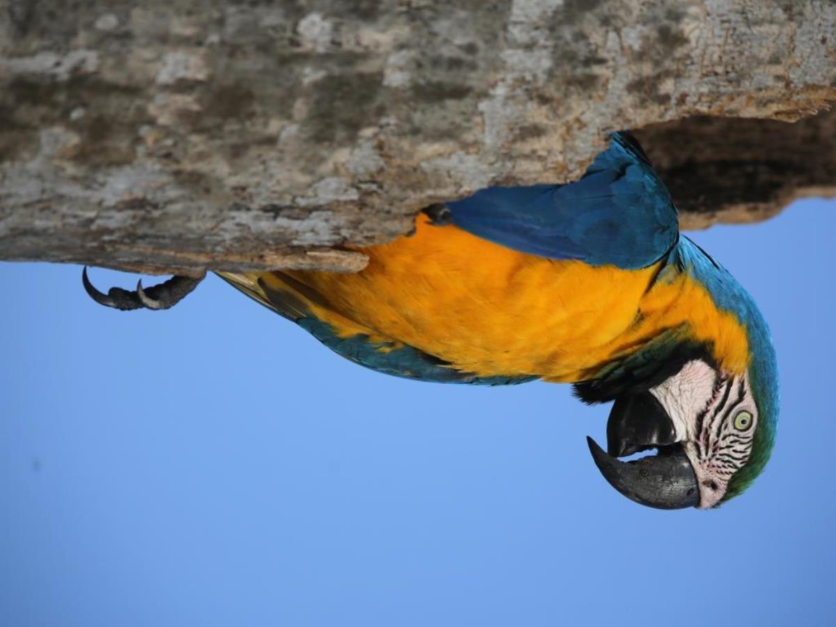 Macaw Blue-and-Yellow-Birding Brazil Pantanal-Ecotours-Worldwidecom-S05A