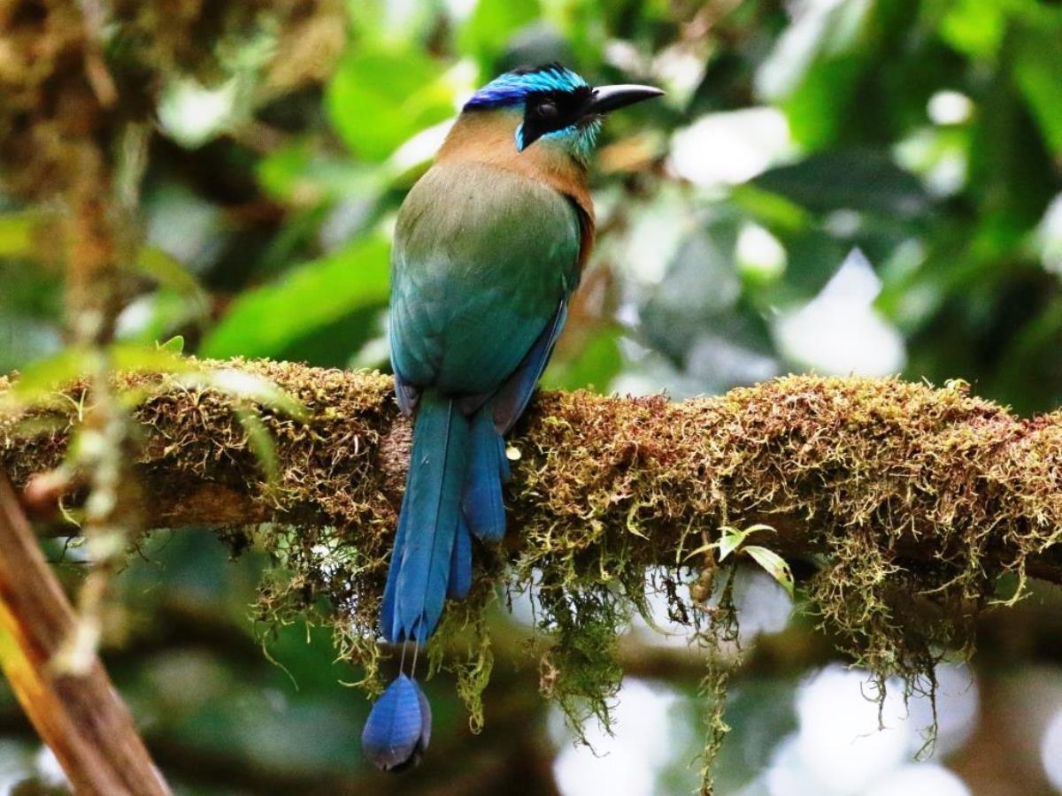 Motmot Lessons-Birding Costa Rica-Ecotours-ToucanBirdingEcolodge-costaricacom-0D1A