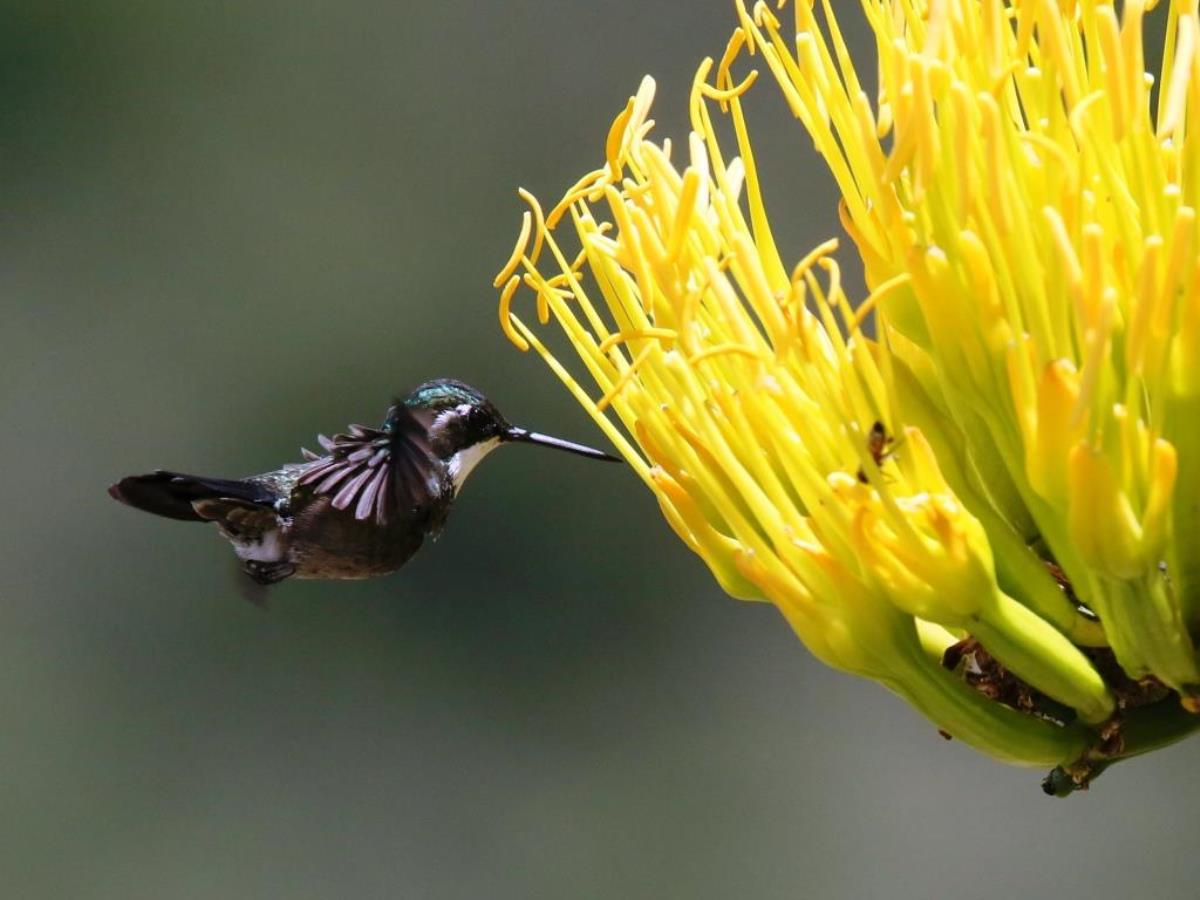 Mountain-gem White-throated male-Birding Tour Panama-Ecotours-Worldwidecom-ToucanBirdingEcolodge-S05A