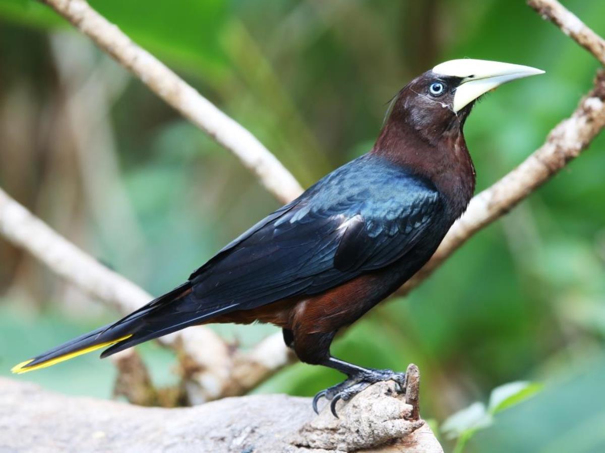Oropendola Chestnut-headed-Birding Panama-Ecotours-Worldwidecom-ToucanBirdingEcolodge-S05A