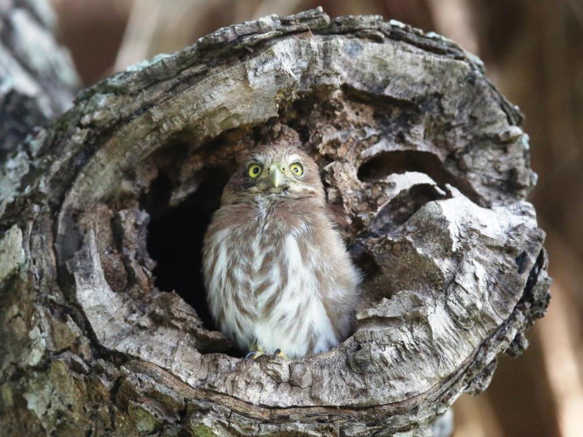 Owl Ferruginous Pygmy-Birding Brazil Pantanal-Ecotours-Worldwidecom-S05A