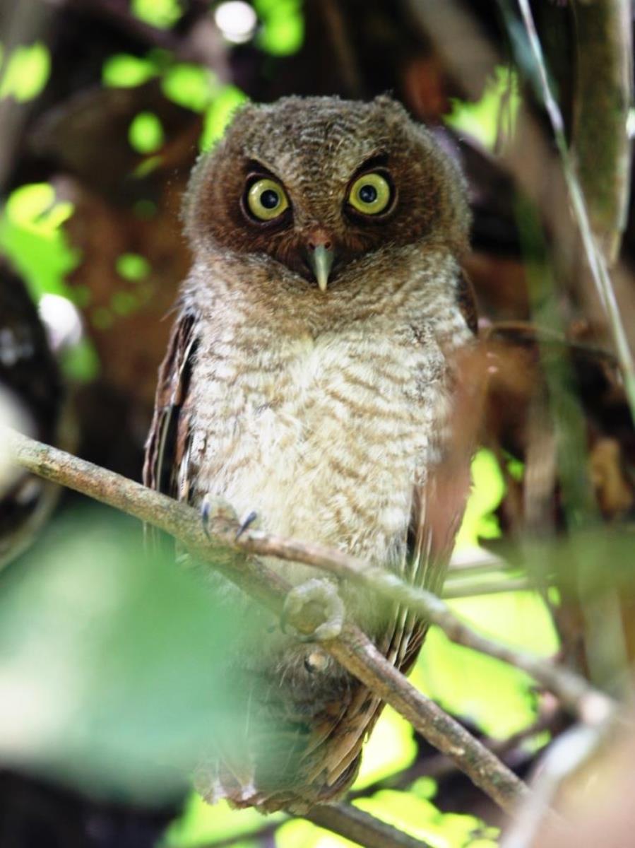 Owl Mottled-Birding Costa Rica-Ecotours-ToucanBirdingEcolodge-costaricacom-IMG