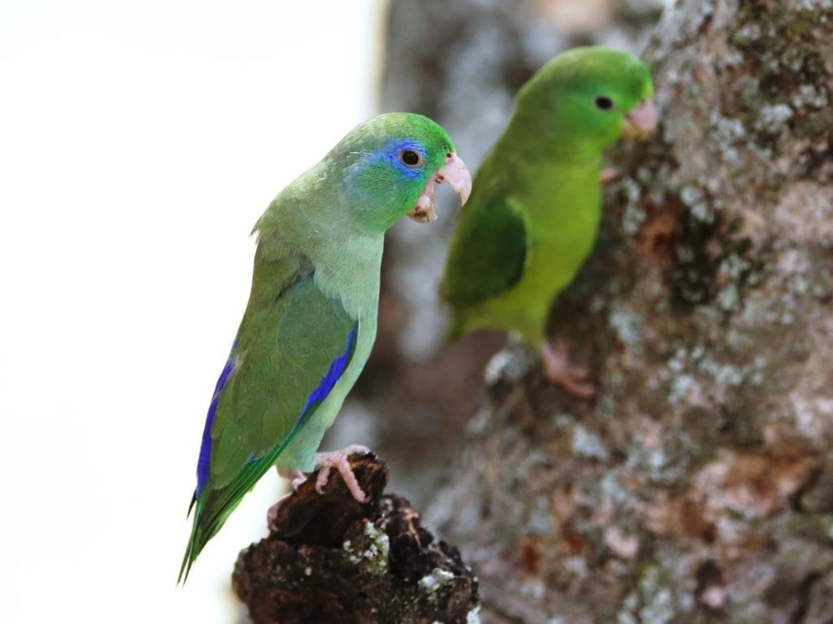 Parrotlet Spectacled male-Colombia-Birding  Wildlife Tour-Ecotours-Worldwidecom-S05A