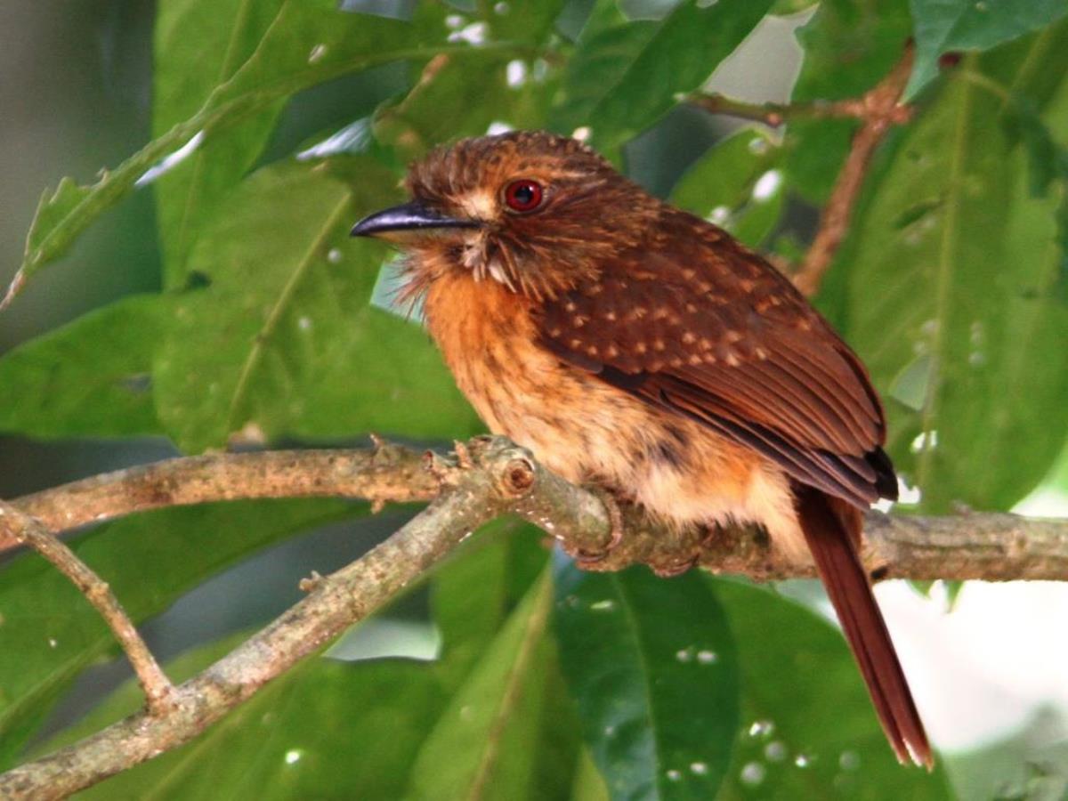 Puffbird White-whiskered female-Birding-Wildlife-Photography Tours Belize  Yucatan Mexico-Ecotours-Worldwidecom-IMG