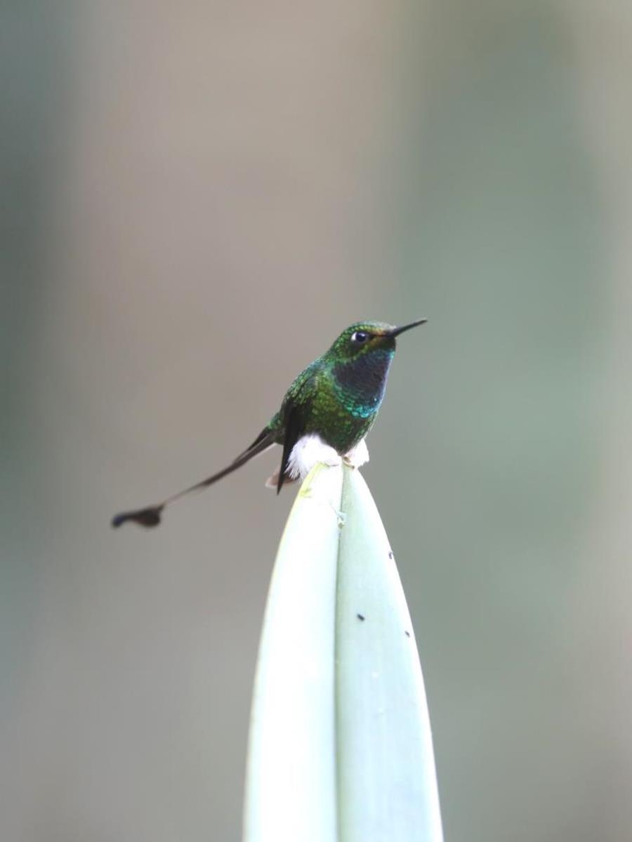 Rackettail Booted Rackettail-Colombia-Birding  Wildlife Tour-Ecotours-Worldwidecom-S05A