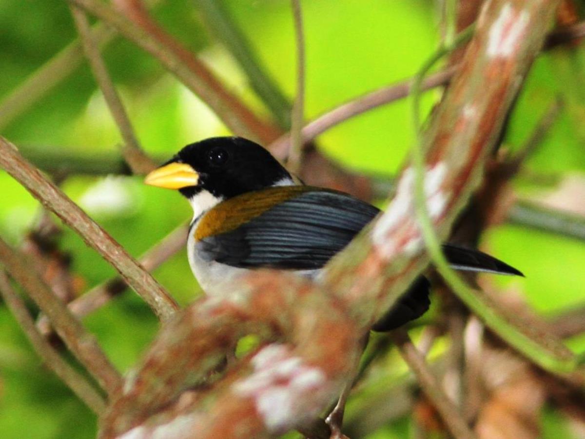 Sparrow Golden-winged Sparrow Santa Martha-Birding-Wildlife  Photography Tour in Colombia by Ecotours-Worldwidecom-IMG