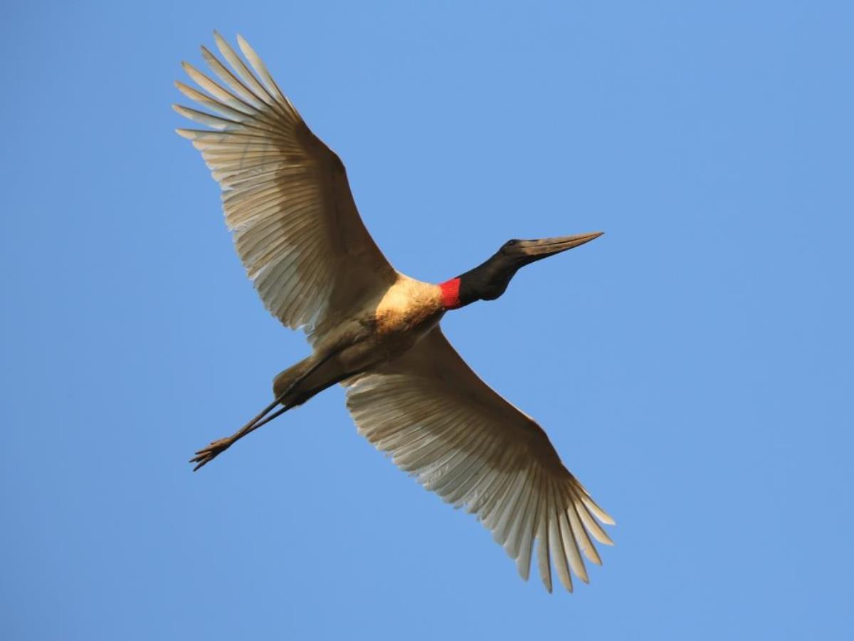 Stork Jabiru-Brazil-Pantanal  Atlantic Forest Tour by Ecotours-Worldwidecom-ToucanBirdingEcoLodge-S05A