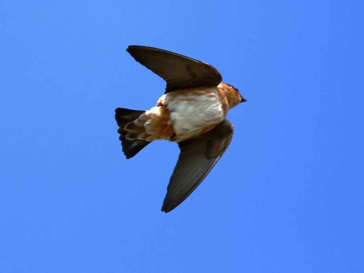 Swallow Cave flight-Birding-Wildlife-Photography Tours Belize  Yucatan Mexico-Ecotours-Worldwidecom-S05A