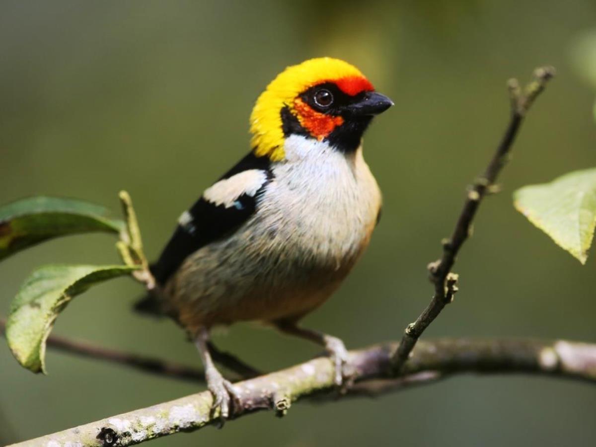 Tanager Flame-faced-Colombia-Birding  Wildlife Tour-Ecotours-Worldwidecom-S05A