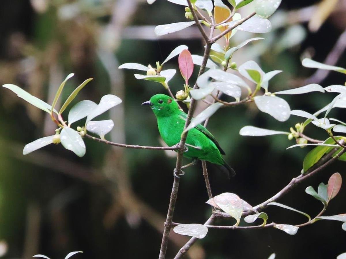 Tanager Glistening-green-Colombia-Birding  Wildlife Tour-Ecotours-Worldwidecom-S05A7906