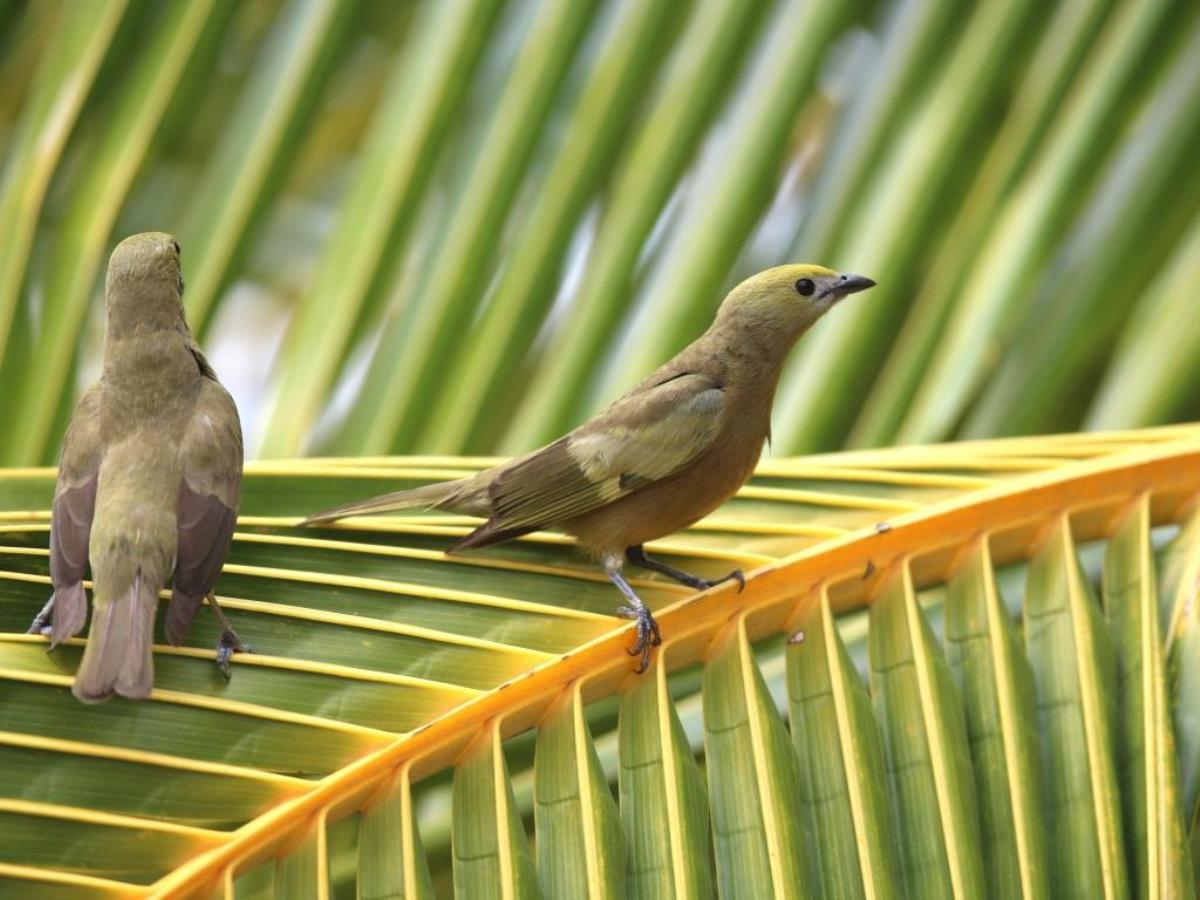 Tanager Palm on palm-Brazil-Pantanal  Atlantic Forest Tour by Ecotours-Worldwidecom-ToucanBirdingEcoLodge-S05A