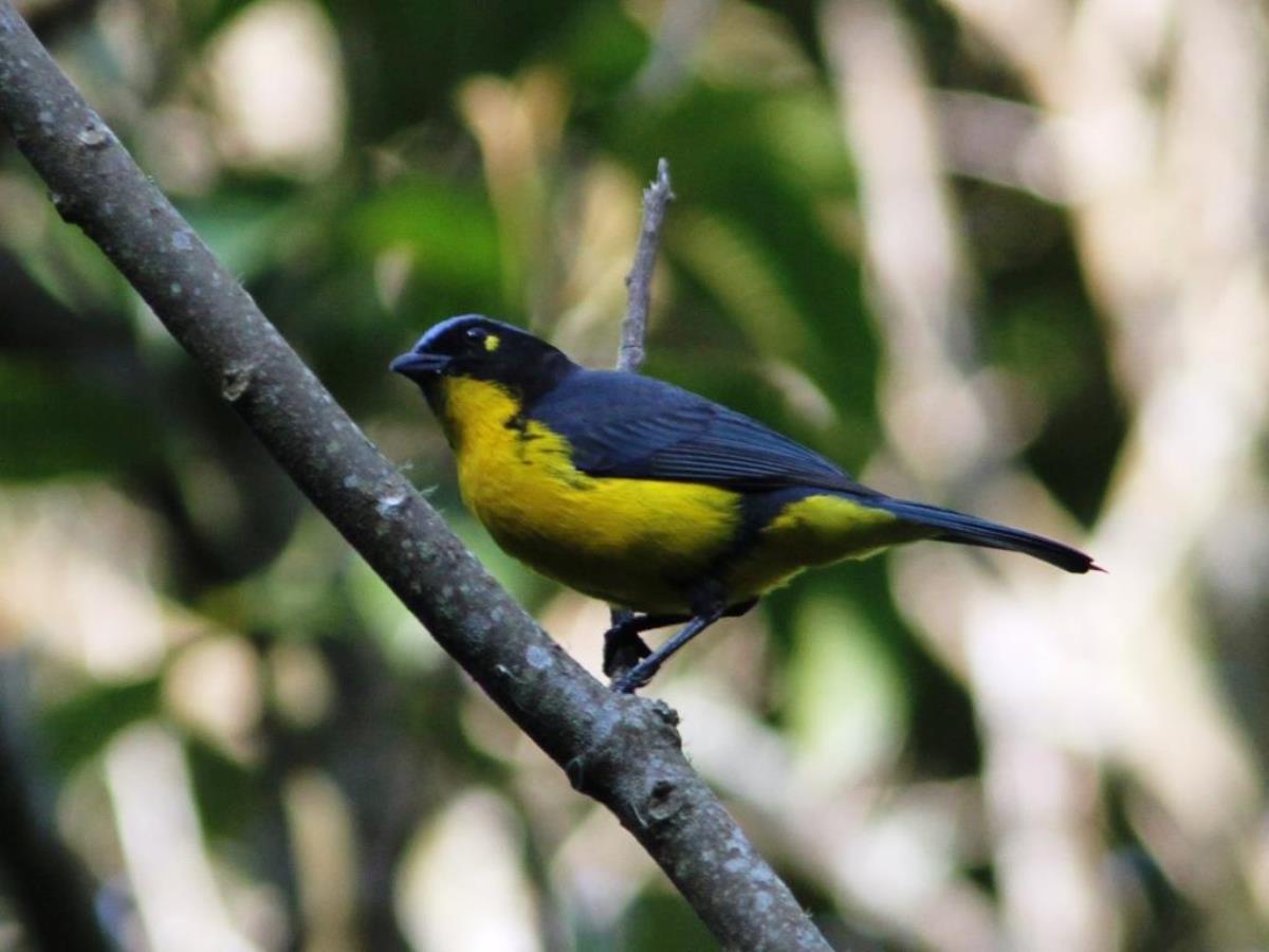 Tanager Santa Marta Mountain-Tanager ENDEMIC-Birding-Wildlife  Photography Tour in Colombia by Ecotours-Worldwidecom-IMG