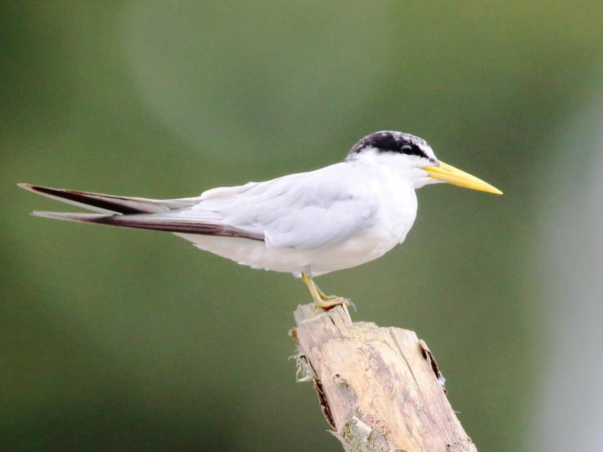 Tern Large-billed-Birding  Wildlife Tour Ecuador-Ecotours-Worldwidecom-S05A