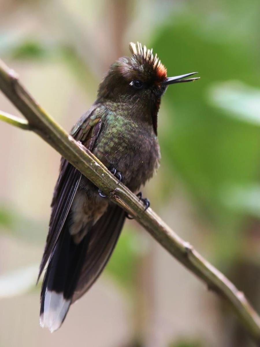 Thornbill Rainbow-bearded Thornbill male-Colombia-Birding  Wildlife Tour-Ecotours-Worldwidecom-S05A