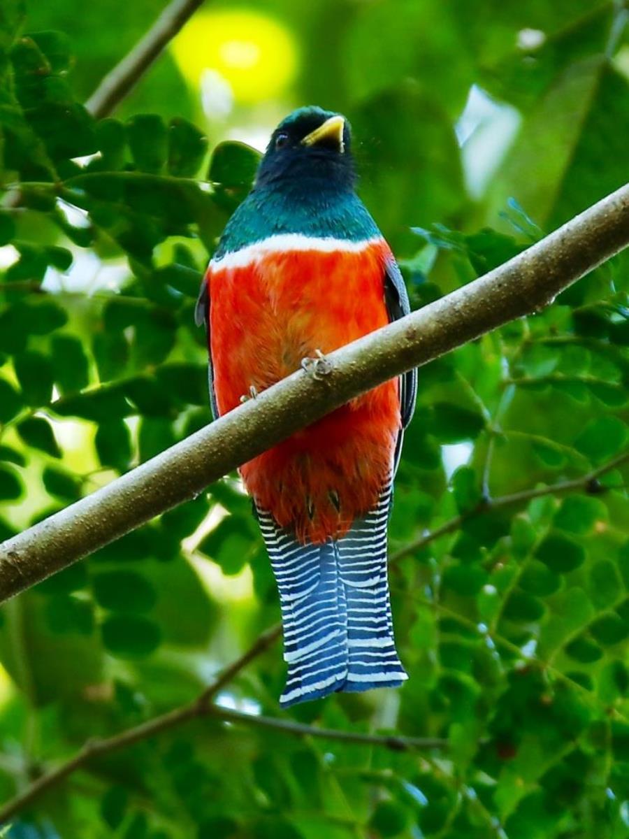 Trogon Collared male-Birding  Wildlife Tour Belize  Yucatan Mexico-Ecotours-Worldwidecom-S04A