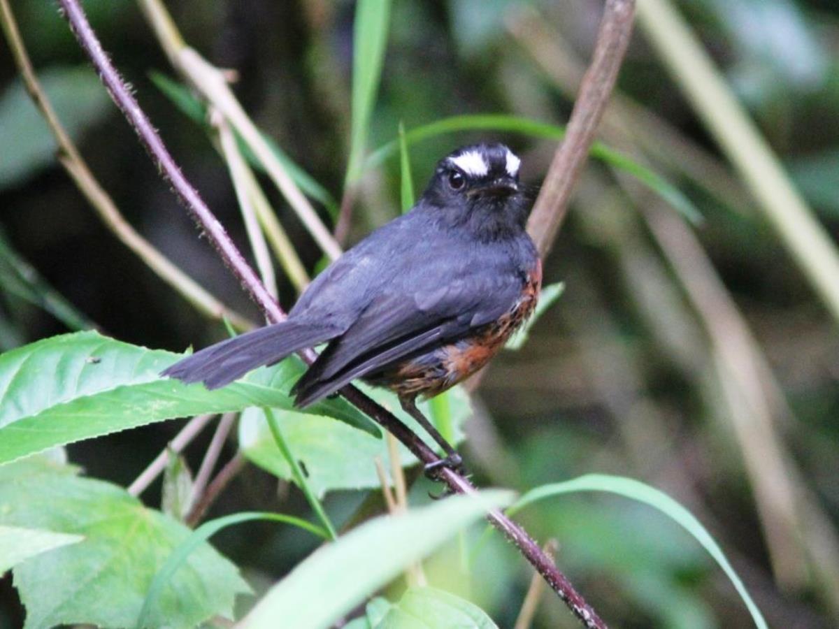 Tyrant Slaty-backed Chat-tyrant-Birding-Wildlife  Photography Tour in Colombia by Ecotours-Worldwidecom-IMG
