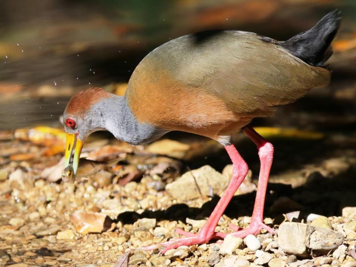 Wood-rail Russet-naped-Birding-Wildlife-Photography Tours Belize  Yucatan Mexico-Ecotours-Worldwidecom-S05A