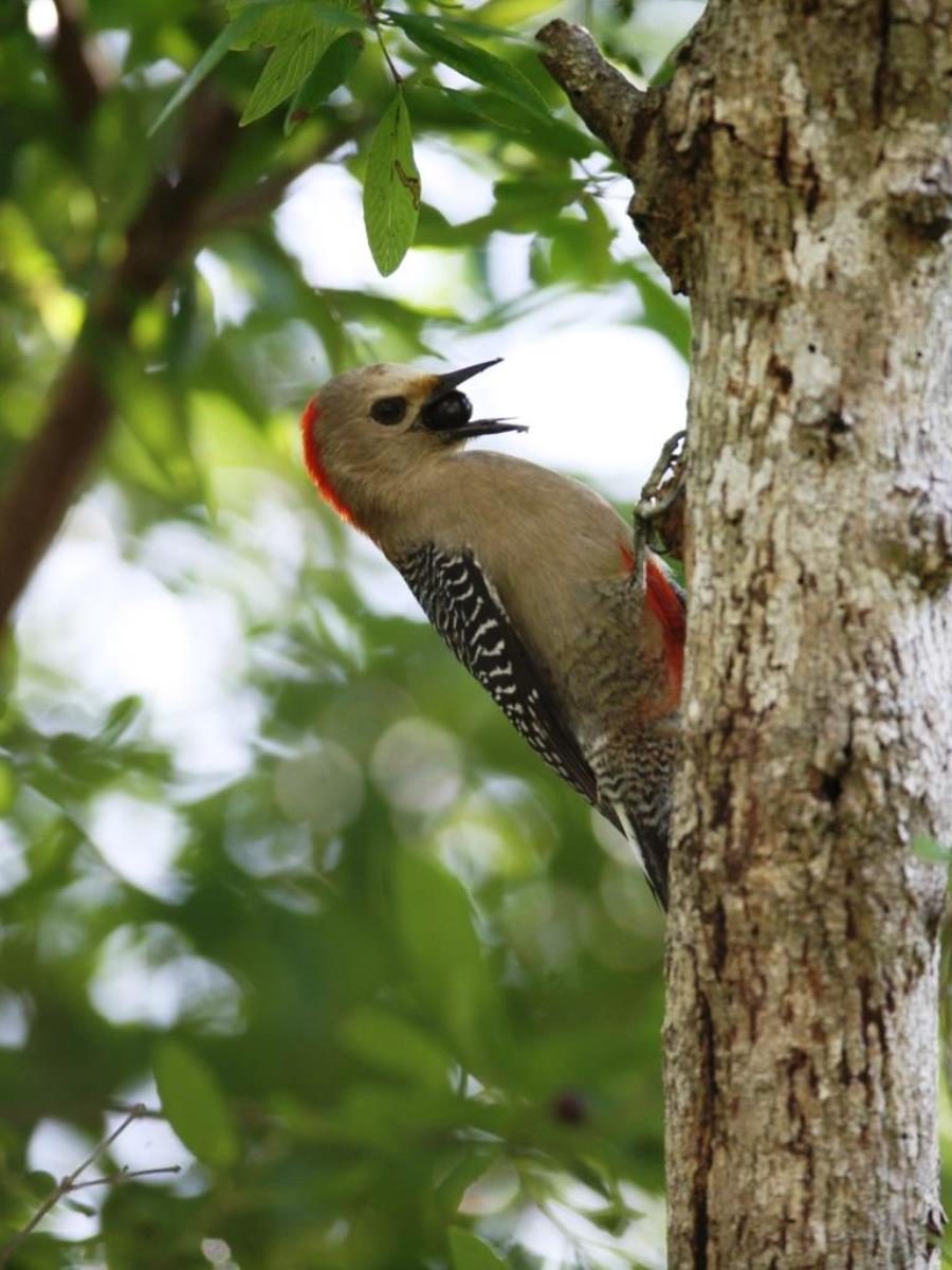 Woodpecker Yucatan-Birding Yucatan-Ecotours-ToucanBirdingEcolodge-costaricacom-IMG