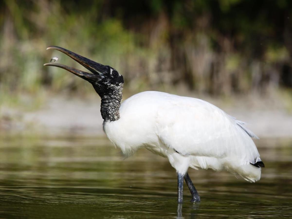 Woodstork fish catching-Mexico Yucatan-Chiapas Birding  Wildlife Tour by Ecotours-Worldwidecom-ToucanBirdingEcoLodge-S05A