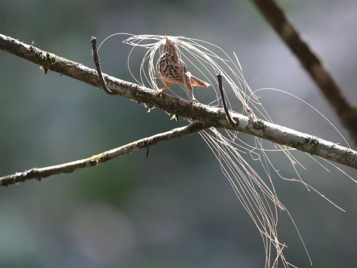 Wren Band-backed-Colombia-Birding  Wildlife Tour-Ecotours-Worldwidecom-S05A